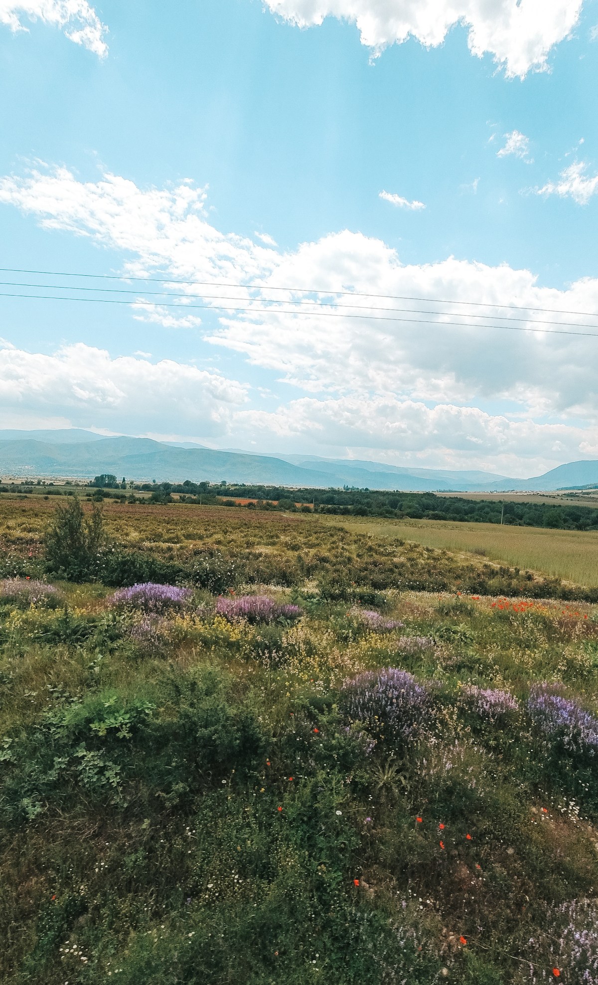 Тамар и България